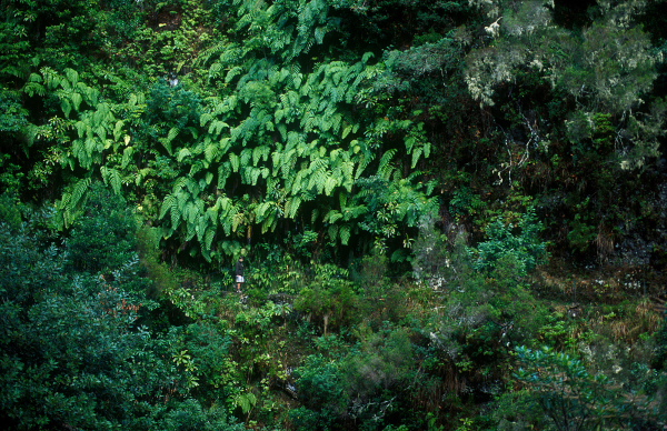 Laurisilva forest, Madeira Natural Park, Madeira