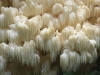 Hericium elathroides, mushroom