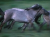 Konik Polski, descendant of the Tarpan, last wild European horse
