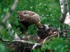 White-tailed eagle (Haliaeetus albicilla) at nest with four week