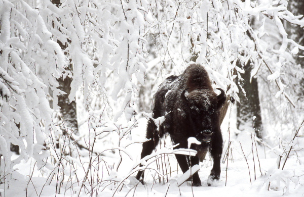 Bison walking in Bialowieza forest after snow storm
