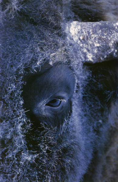 An European lowland  bison (bull) portrait in a freezing winter