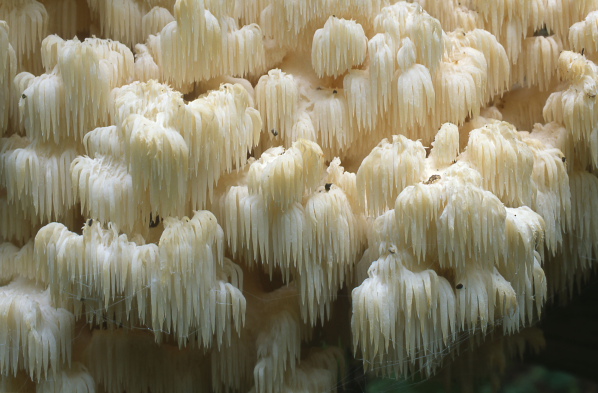 Hericium elathroides, mushroom