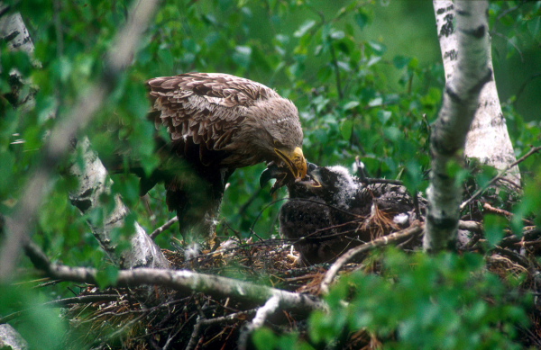 White-tailed eagle (Haliaeetus albicilla) at nest with four week