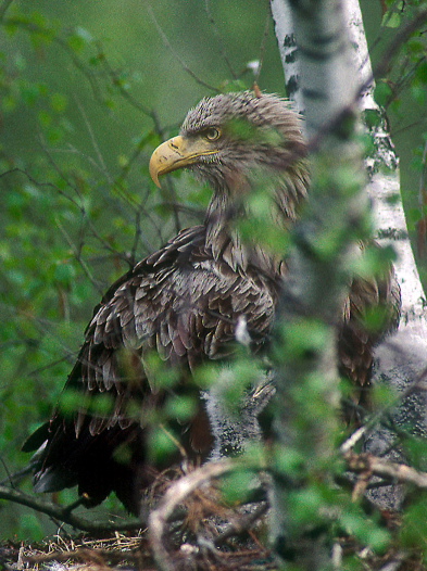 White-tailed eagle (Haliaeetus albicilla) at nest with two weeks