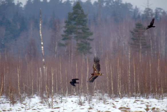 Young White-tailed eagle following a raven