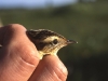 Aquatic warbler (Acrocephalus paludicola) in the hand of ornitho