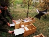 Reintroduction of Black grouse in Podlasie national Park, Poland