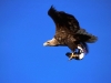 White-tailed eagle (Haliaeetus albicilla) with Puffin in the tal
