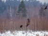 Young White-tailed eagle following a raven